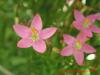 Centaurium erythraea